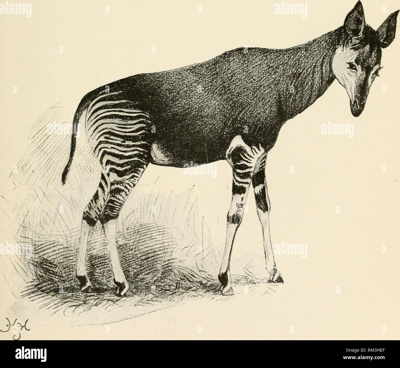 Imagen De Okapi Para Adornar Loca Tel