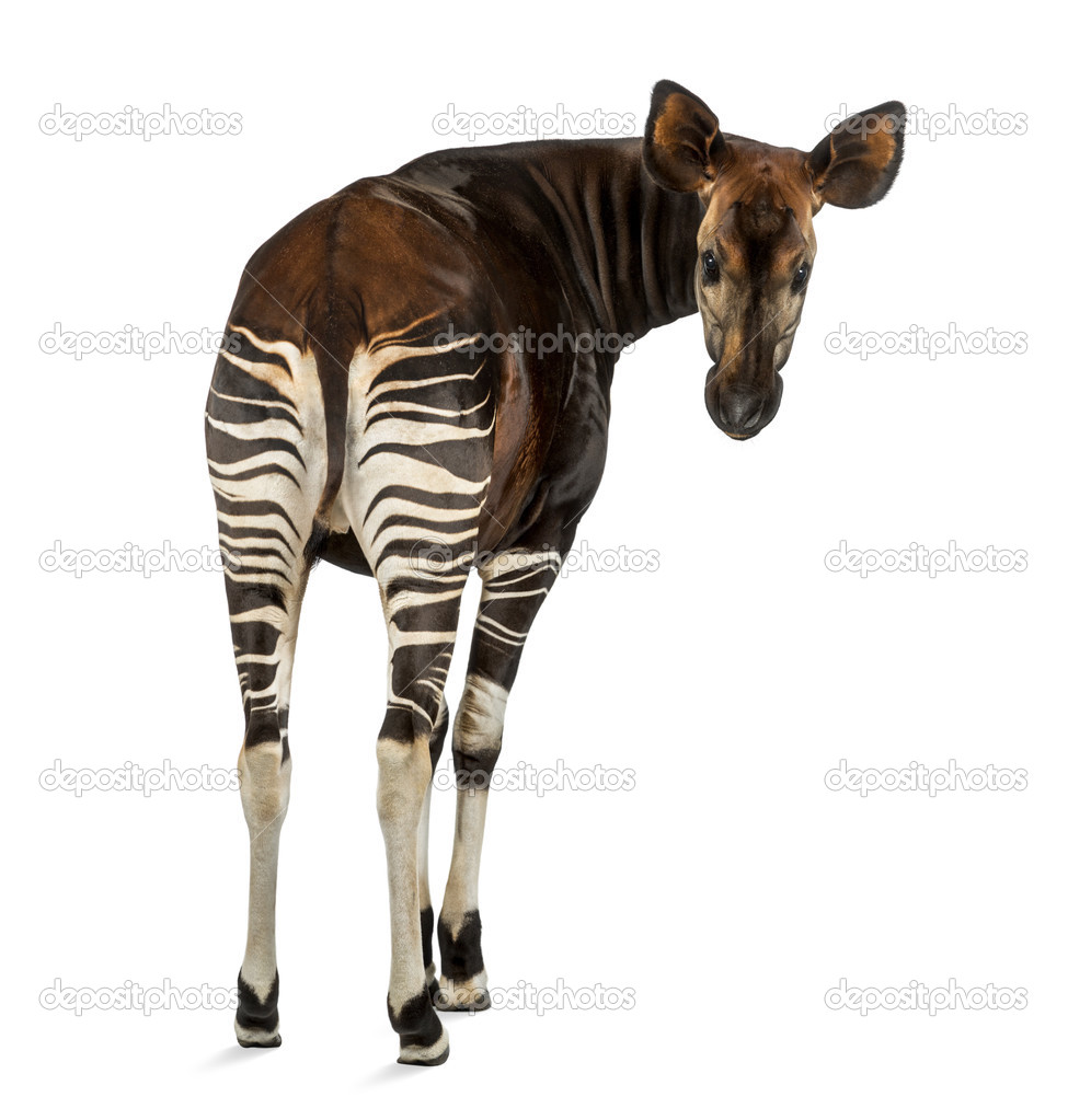 Imagen De Okapi Para Recortar Loca Tel