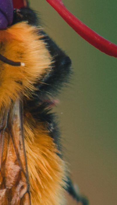 fondo-de-pantalla-de-abejorro-chileno-o-abejorro-colorado-para-iphone-13