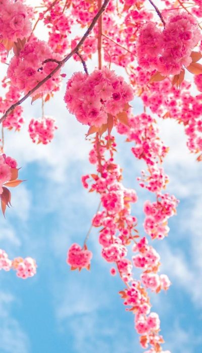 fondo-de-pantalla-de-flores-rosas-para-xiaomi-mi-11